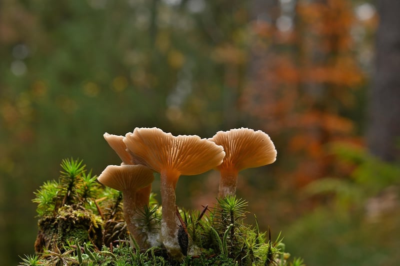 Mushrooms